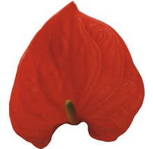 Rode Anthurium bloem