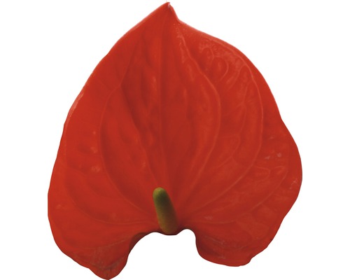 Rode Anthurium bloem
