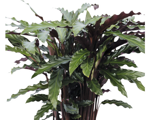 Calathea kamerplant met golvende bladeren