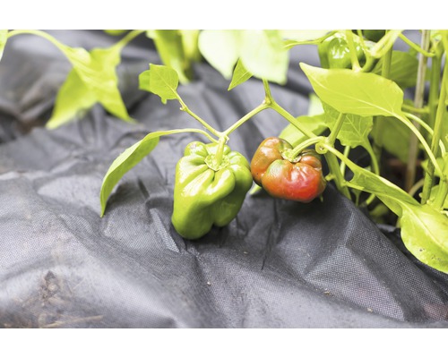 Paprikaplant met groeiende paprika''s op tuinbouwdoek