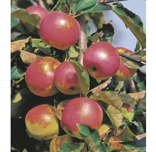Appelboom met rode appels aan de takken.