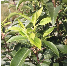 FLORASELF Laurier Prunus lusitanica potmaat 5 L H 60-80 cm-thumb-5