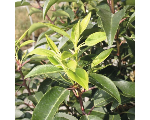 Detailopname van een laurierkersplant met bladeren