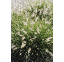 Pennisetum tuinplant op afbeelding