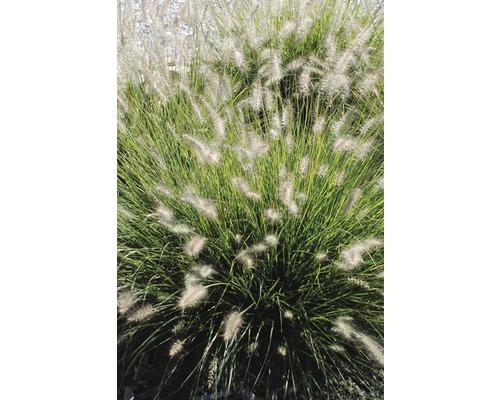 Pennisetum tuinplant op afbeelding