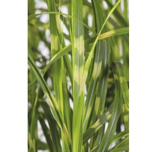 Bladeren van siergras