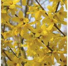 Close-up van forsythiabloemen aan de struik