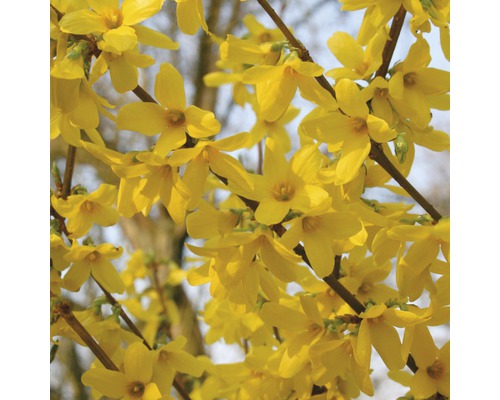 FLORASELF Chinees klokje Forsythia intermedia 'Week End'® potmaat Ø 29 cm H 80-100 cm