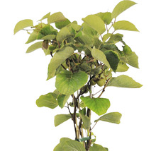FLORASELF Kiwi Actinidia chinensis 'Skylet' potmaat Ø 26 cm H 100-125 cm