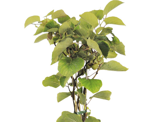 Kiwiboom met bladeren en vruchten