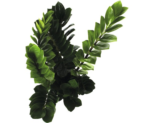 Zamioculcas kamerplant met groene bladeren