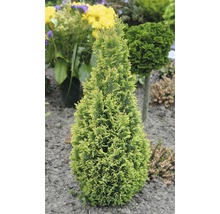 FLORASELF® Dwergcipres Chamaecyparis lawsonianana 'Ellewoodi Goud' potmaat Ø17 cm