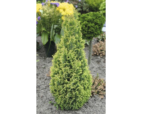 Gele kegelvormige levensboom in de tuinborder