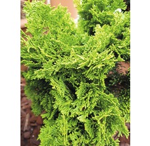 FLORASELF® Schijncypres Chamaecyparis obtusa 'Nana Grarcilis' potmaat Ø17 cm