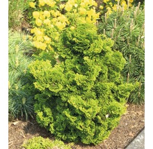 FLORASELF® Schijncypres Chamaecyparis obtusa 'Nana Grarcilis' potmaat Ø17 cm