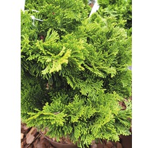 FLORASELF® Schijncypres Chamaecyparis obtusa 'Nana Grarcilis' potmaat Ø17 cm