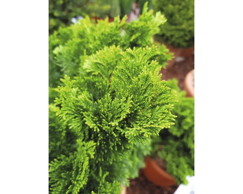 Chamaecyparis obtusa Nana Gracilis plant in pot