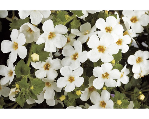 Bachbloem met witte bloemen