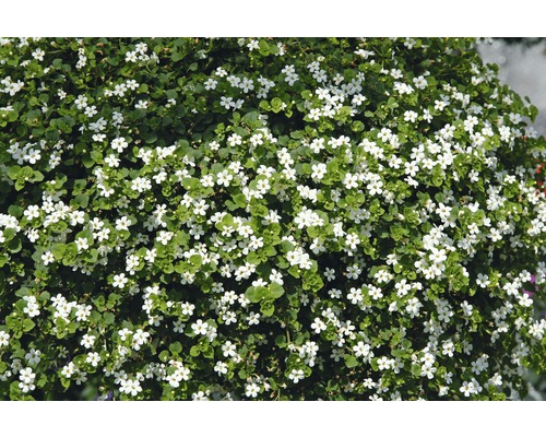 Bloeiende Sutera plant met kleine witte bloemen en groene bladeren.