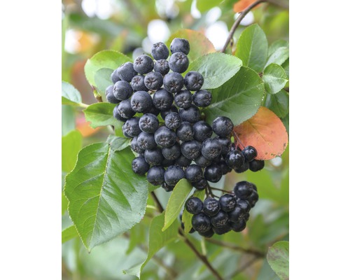 FLORASELF Appelbes Aronia melanocarpa 'Nero' potmaat Ø 19.0 cm H 40-60 cm Aroniabessen aan een struik met bladeren