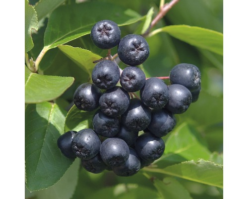 Aroniabessen met bladeren