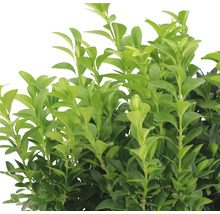 FLORASELF Buxus sempervirens H 10-15 cm 6 st.-thumb-1