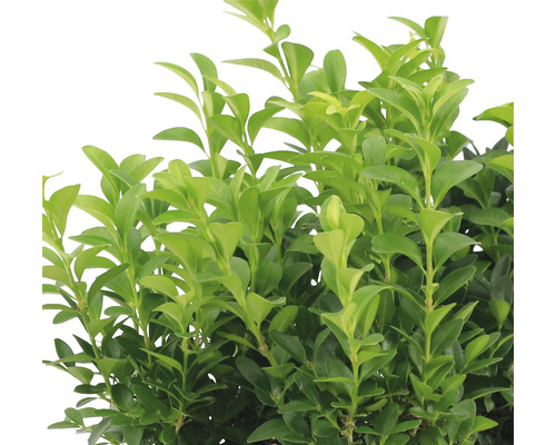 Immergroene buxus met kleine bladeren