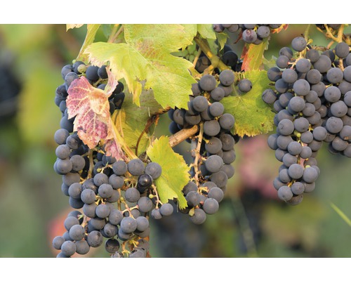 Druiven aan de wijnstok