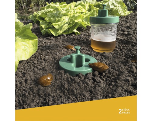 Twee slakkenvallen in de moestuin met slaplanten.