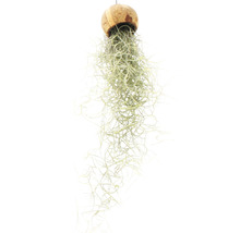 Hangende Tillandsia in kokosnootschaal als decoratie