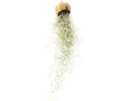Hangende Tillandsia in kokosnootschaal als decoratie