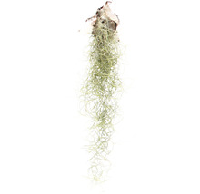 Hangende Tillandsia ter decoratie