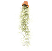 Hangende Tillandsia in terracotta pot