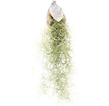 Tillandsia met kokosnootschaal om op te hangen