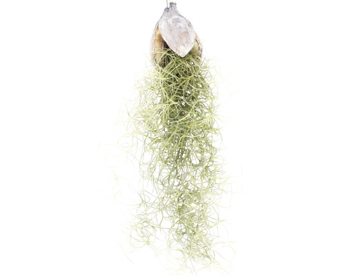 Tillandsia met kokosnootschaal om op te hangen