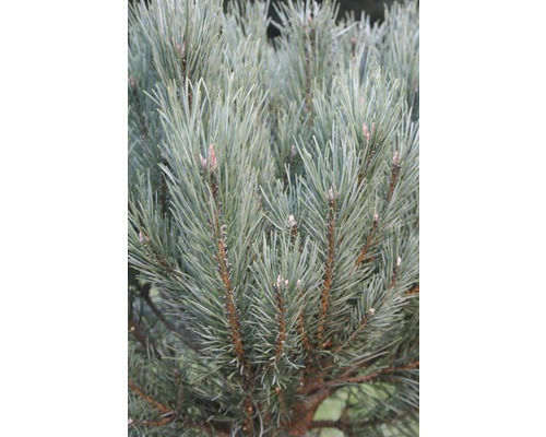 Detailopname van een Zwitserse pijnboom met naalden