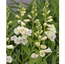 Bloeiende vingerhoedskruidplant in de tuin