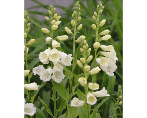 Bloeiende vingerhoedskruidplant in de tuin