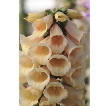 FLORASELF Vingerhoedskruid Digitalis purpurea potmaat Ø 19 cm H 40 cm