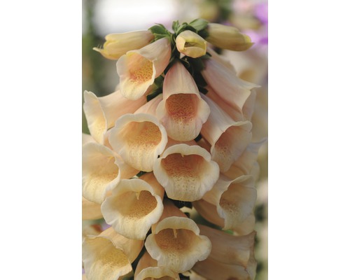 Close-up van een vingerhoedskruidplant met klokvormige bloemen