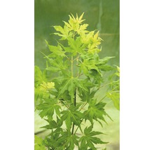 FLORASELF® Japanse esdoorn Acer Palmatum 'Going Green' potmaat Ø 19 cm