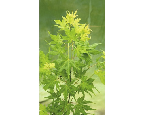 Japanse esdoorn met groene bladeren.