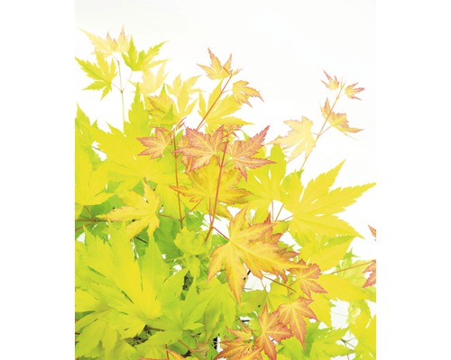 Bladeren van een Japanse esdoorn