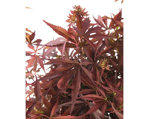 Close-up van een Japanse esdoorn met bladeren