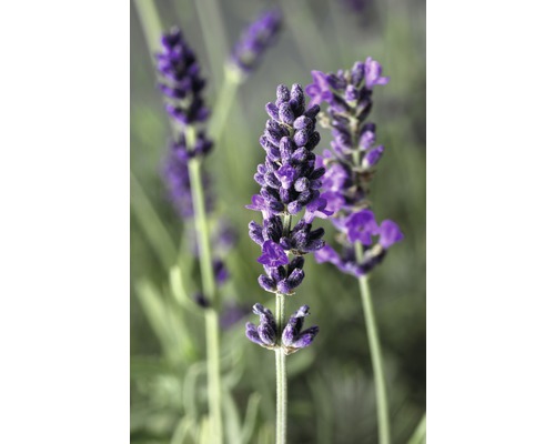 Close-up van lavendelbloemen