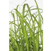 FLORASELF Prachtriet Miscanthus giganteus potmaat Ø 14 cm H 20-80 cm