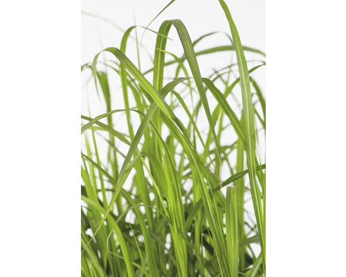 Grasstengels in detail