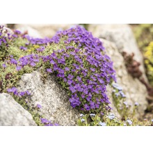 Aubrieta bloeit op stenen in de tuin.