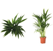 Areca palm kamerplant in pot, twee aanzichten