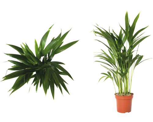 Areca palm kamerplant in pot, twee aanzichten